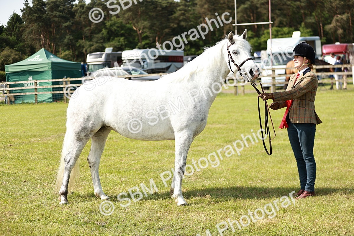SBM_01649 - Class 14-23 - Mountain & Moorland In Hand Non Welsh