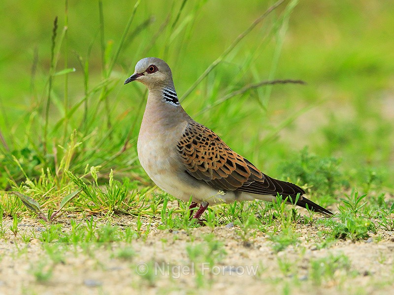 Turtle Dove at Otmoor RSPB Nature Reserve - Turtle Dove