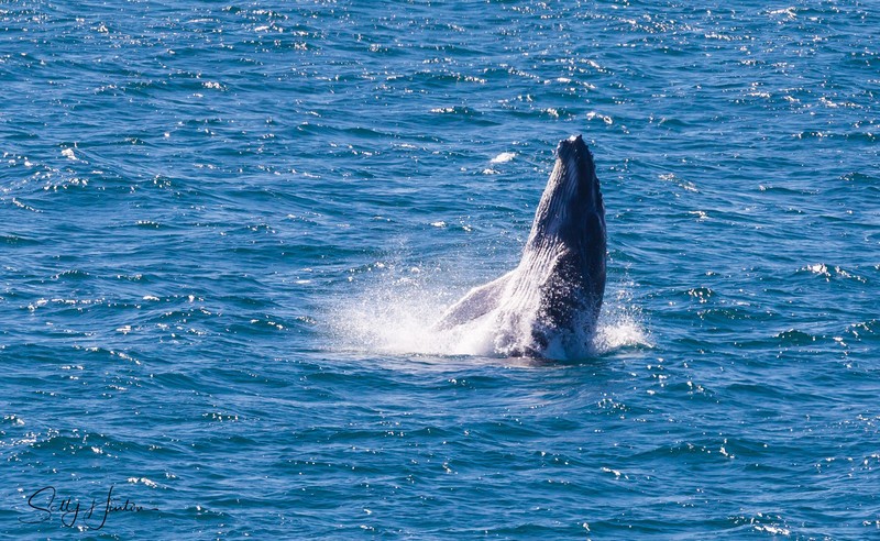 Whale Breach 4