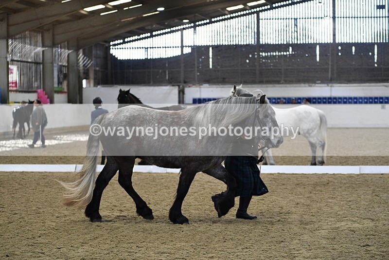 WJ5_4358 - Class 6 In hand M&M - Large Breeds