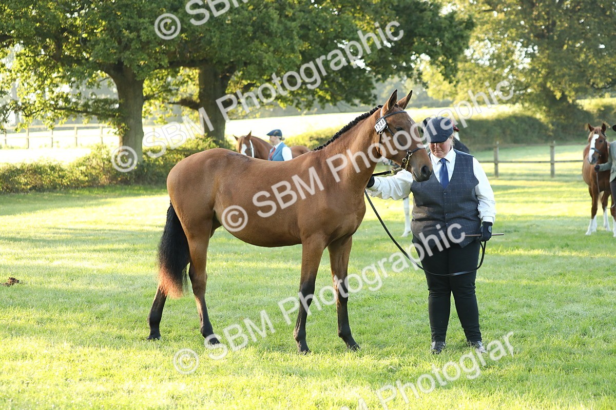 SBM_57838 - S42 - Youngstock