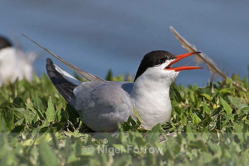 Common Tern calling at Brownsea Island - Common Tern
