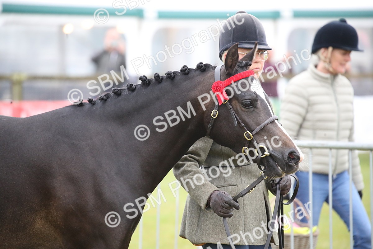 SBM_00034 - Class 17-20 - Arab & Part Bred - Anglo Arab In Hand