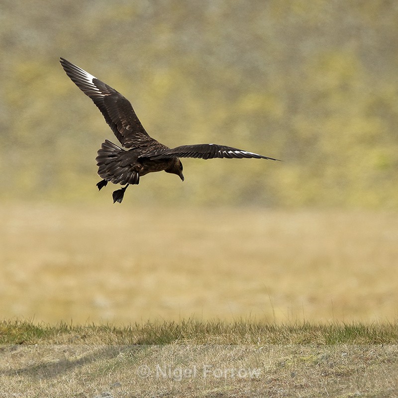 Great Skua slowing before landing, Jokulsarlon, Iceland - Great Skua