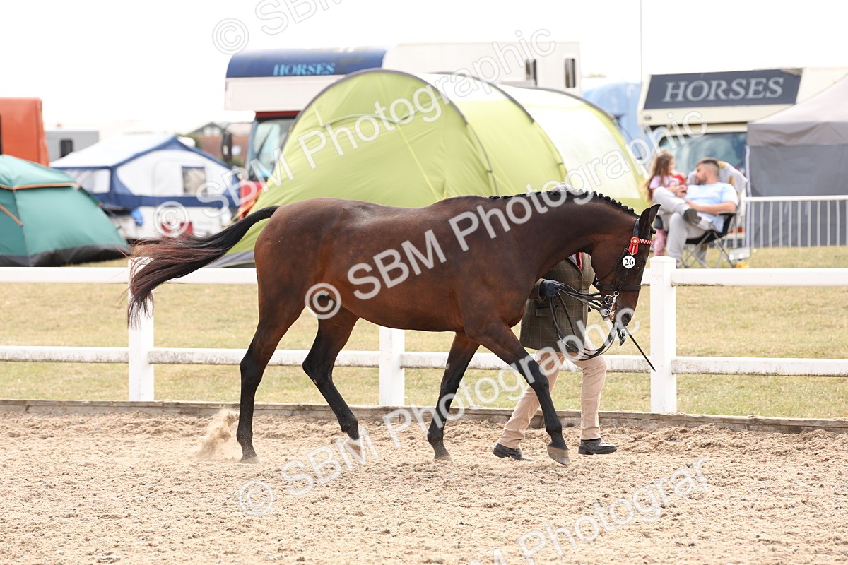 SBM_15334 - Class 210- IH Show Horse