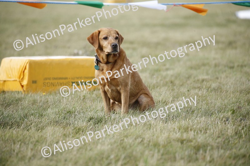 20250831-3915 - Dog Show