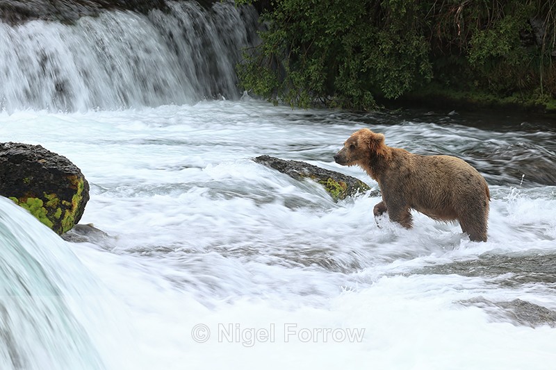 Brown Bear fishing below Brooks Falls, Katmai NP, Alaska - Brown Bear