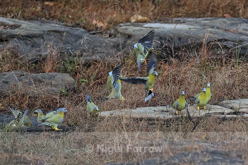 Flock of Yellow-footed Green Pigeons on ground, Banhdavgarh, India - Yellow-footed Green Pigeon