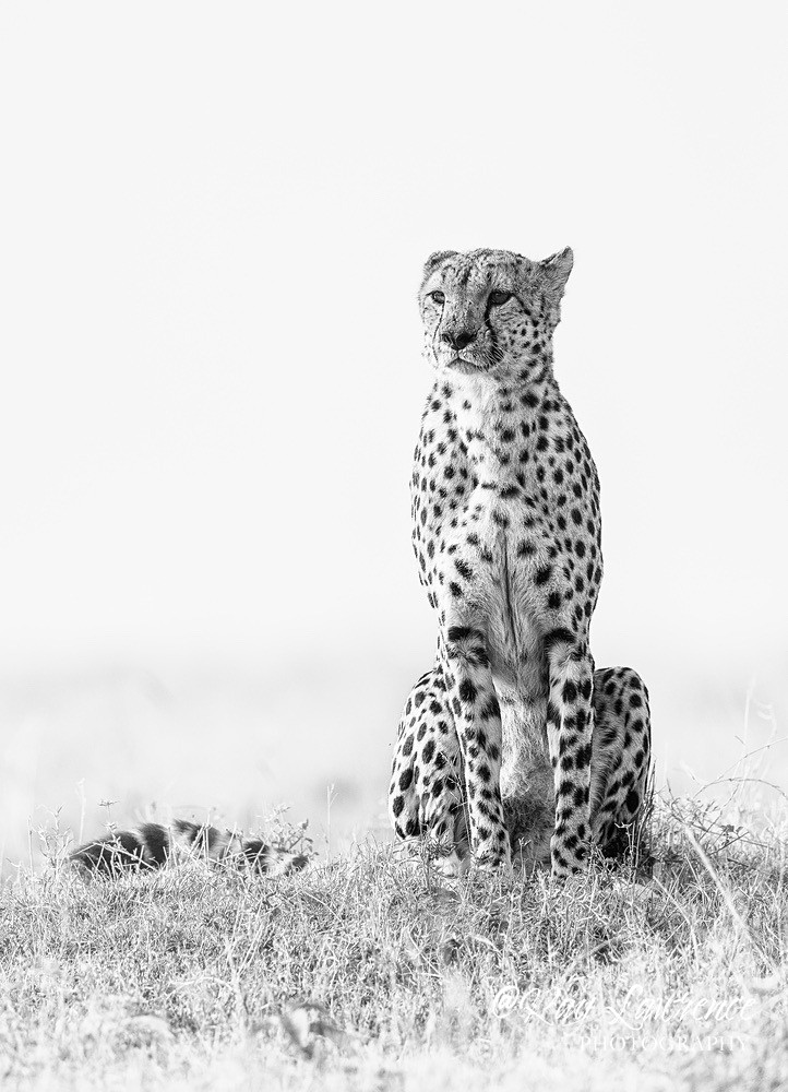 Masai Mara 220223_RLP156503bw - Wildlife Fine Art