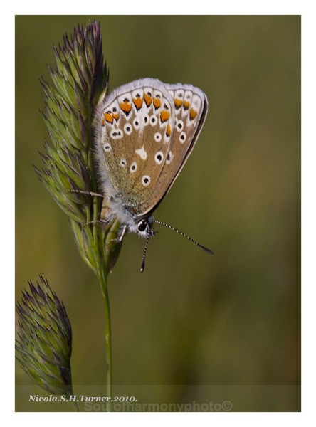 Common Blue - Invertebrate's Macro