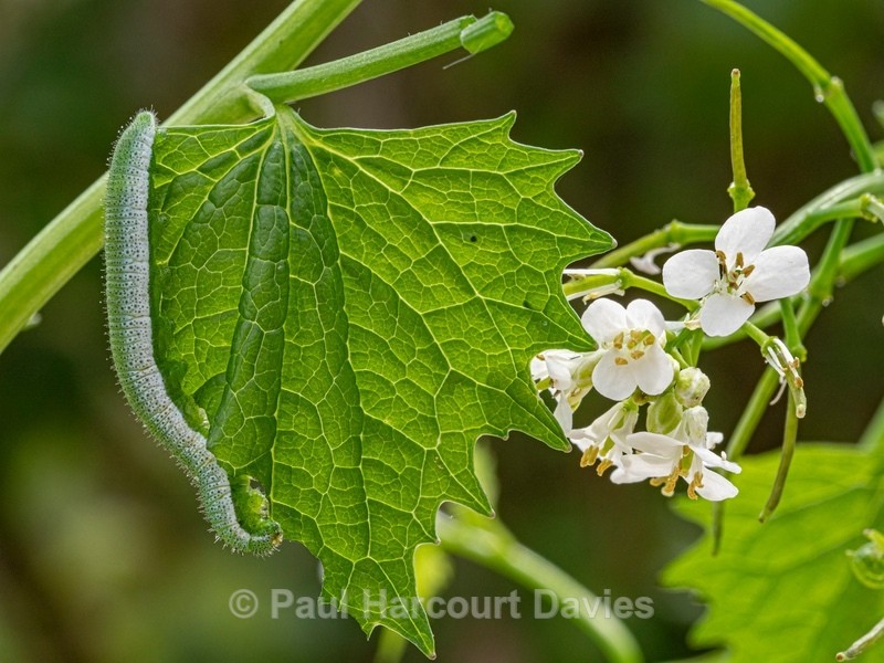 Caterpillar of the orange tip butterfly (Anthocaris cardamines) - Flower Portraits