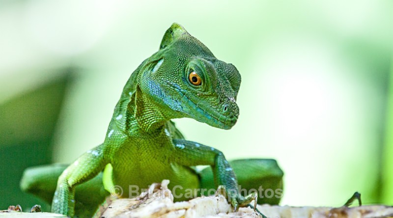 IMG_5443 Emerald Basilisk Lizard, Costa Rica - Costa Rican Wildlife