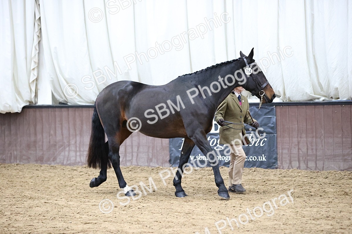 SBM_5722 - Class 3 - BSHA In Hand Show Hunter