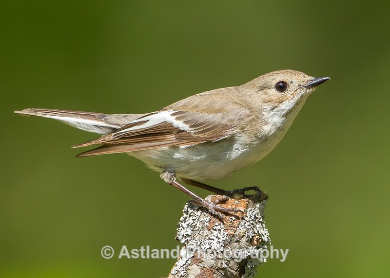 Astland Photography, Bird and Wildlife Images, Susan and Peter Wilson, U.K