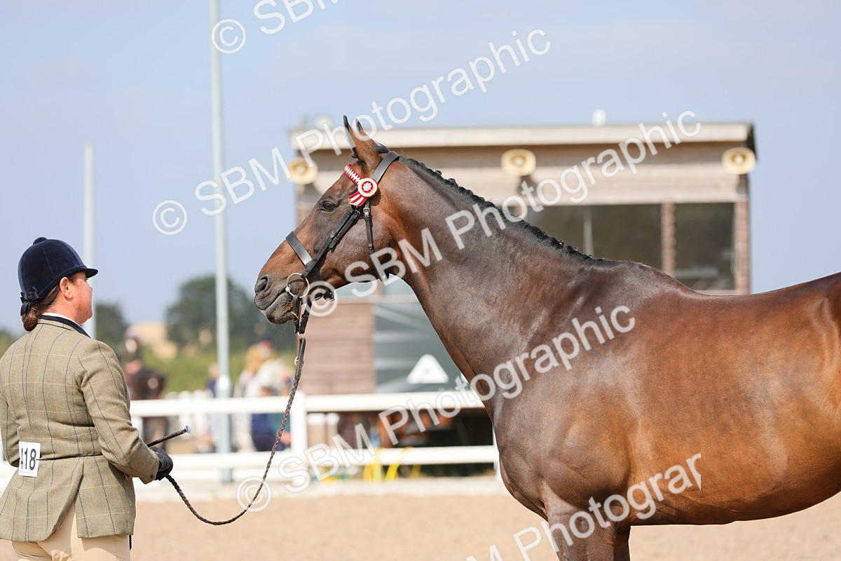 SBM_15925 - Class 313 IH Retired Racehorse