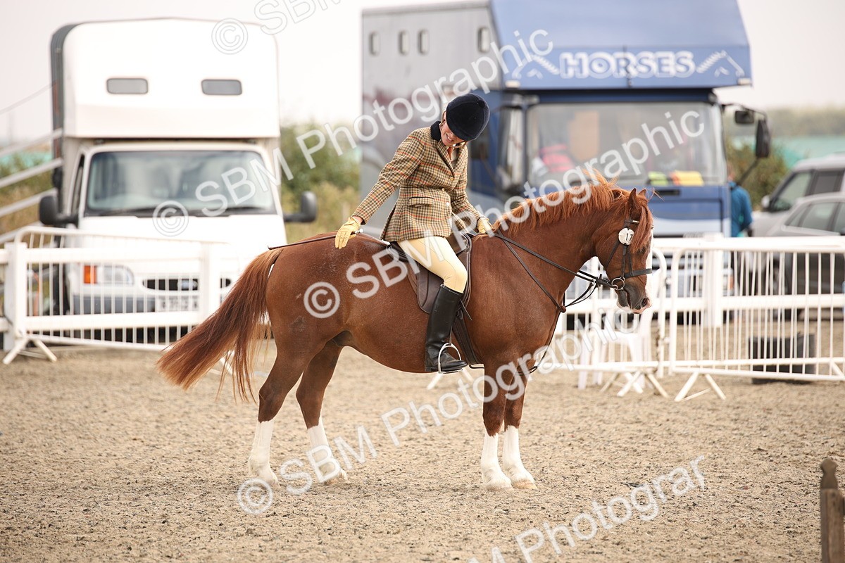 SBM_12271 - Class 405a - M&M Working Veteran 50cm (15-19)