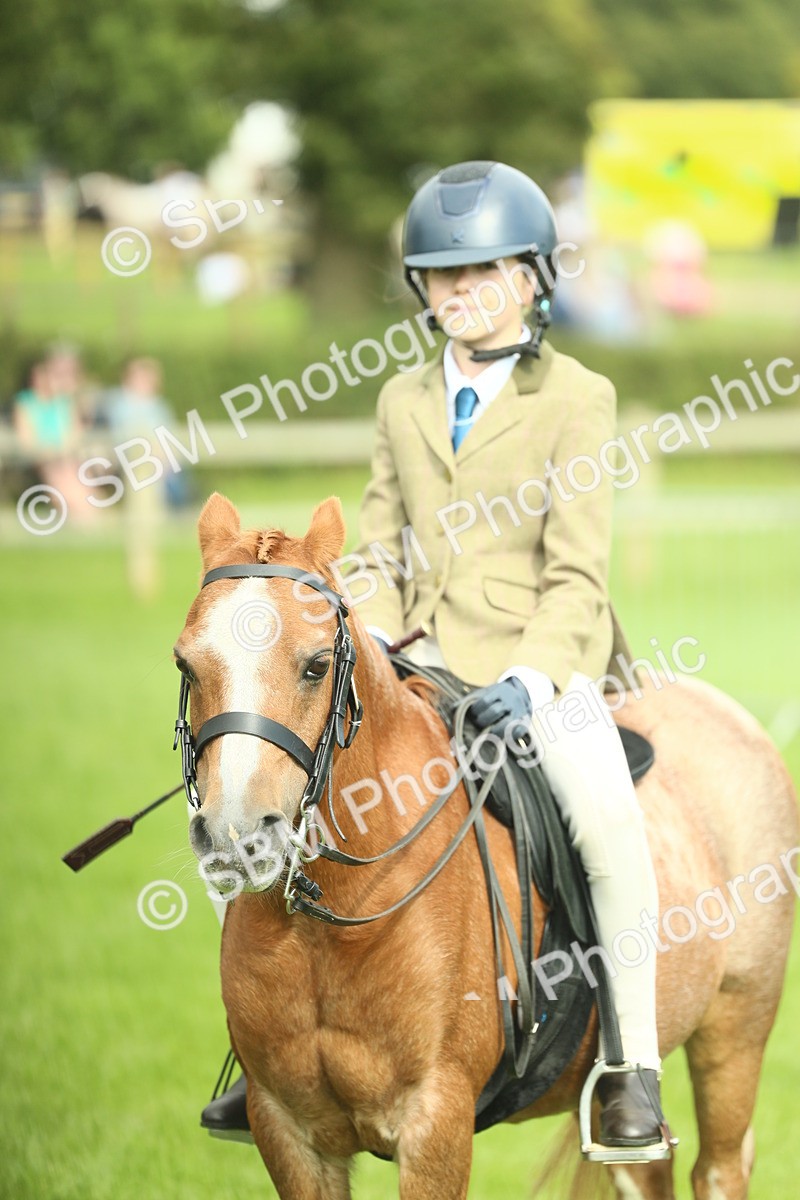 SBM_44805 - S31 - Working Hunter Pony