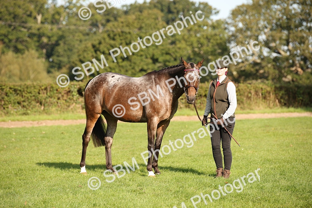 SBM_59358 - S52 - Other Coloured Horse In Hand