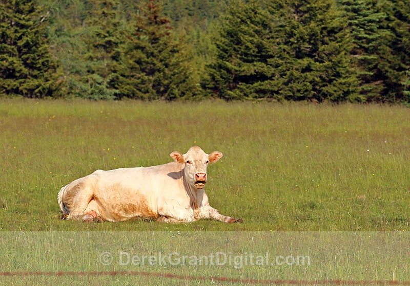 Huh? I Just Don't Get It! - Mammals, Reptiles & Amphibians
