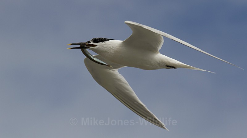 Sandwich Tern with Sandeel, Cemlyn Bay, Anglesey, North Wales - Terns, Sandwich, Artic and Common