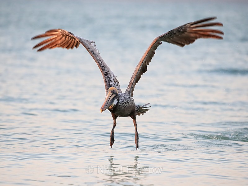 Brown Pelican (adult) lifts off at sunset, Sanibel Island, Florida - Brown Pelican