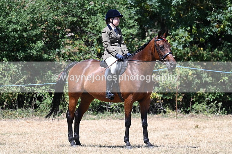 WJ7_2910 - Class 7 Riding Club Show Horse