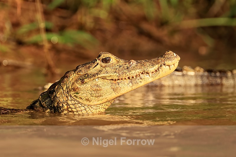 Yacare Caiman head above water, Mato Grosso, Brazil - REPTILES & AMPHIBIANS