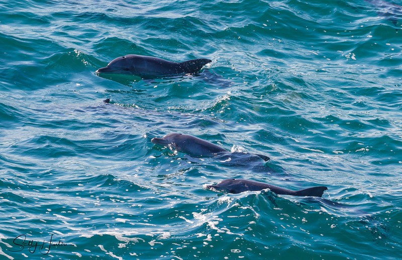 Dolphins 4