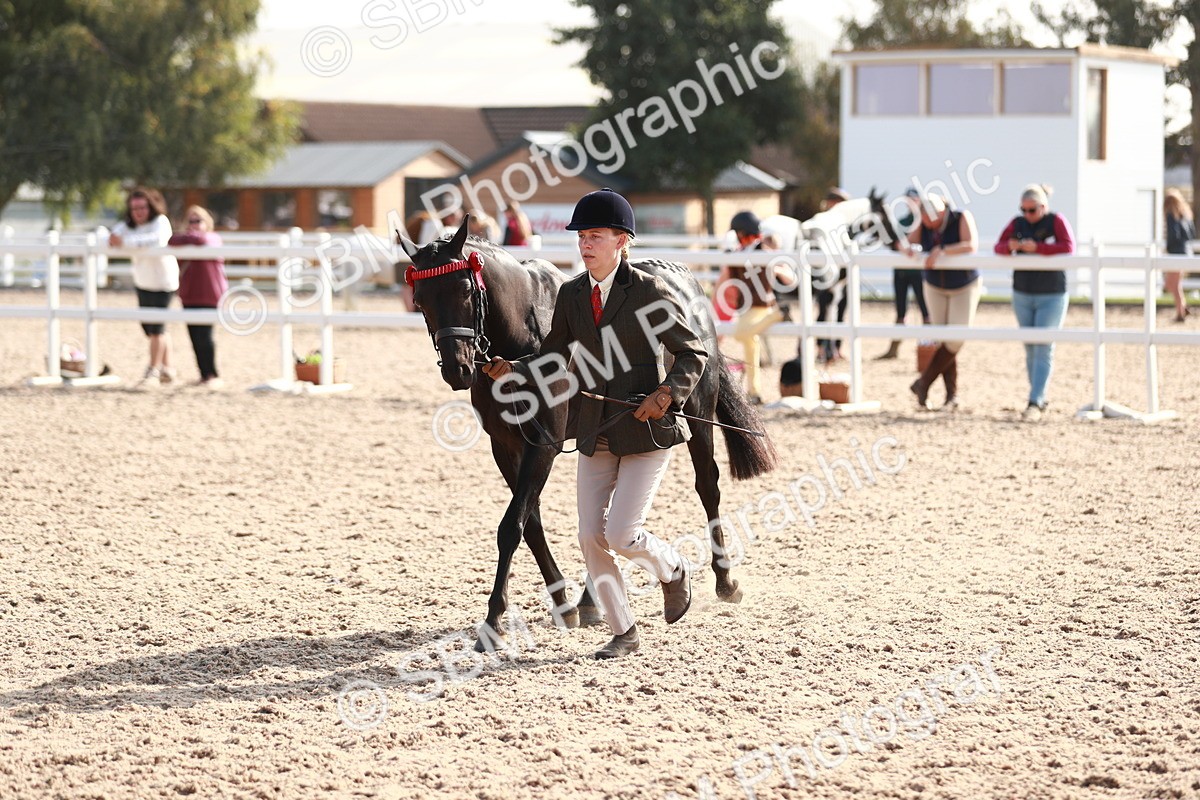 SBM_11080 - Class 205 IH Show Pony/ Show Hunter Pony