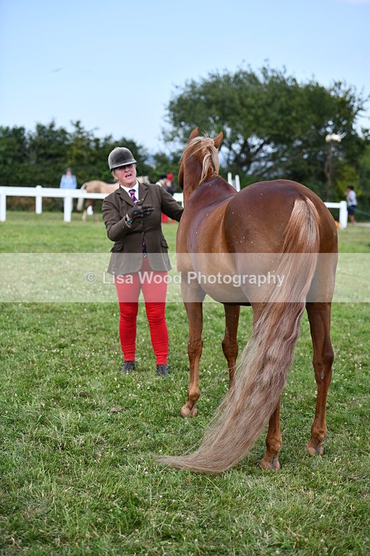 DSC_8521 - Class 69: Pure, Anglo & Part Bred In Hand Arab