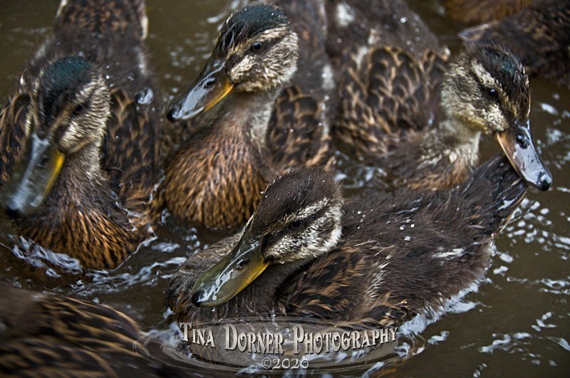 Ducklings. Forest of Dean & Wye Valley Photography by Tina Dorner