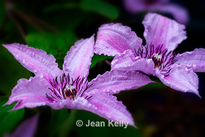 Purple Clematis - DSC_4975 - Purple