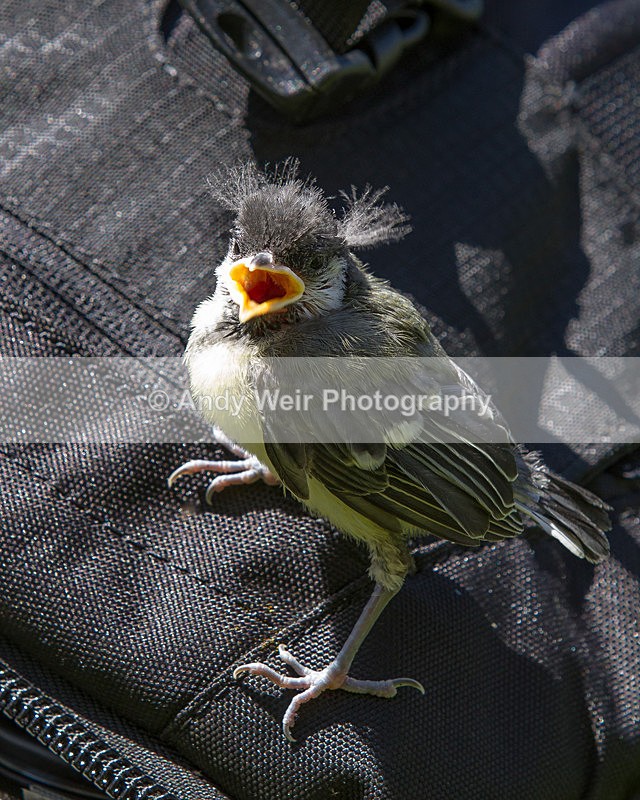 20130525-_MG_3749 - Great Tit