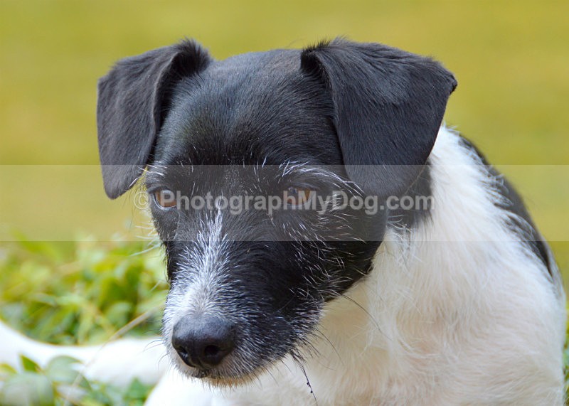  - Jack Russell Terriers