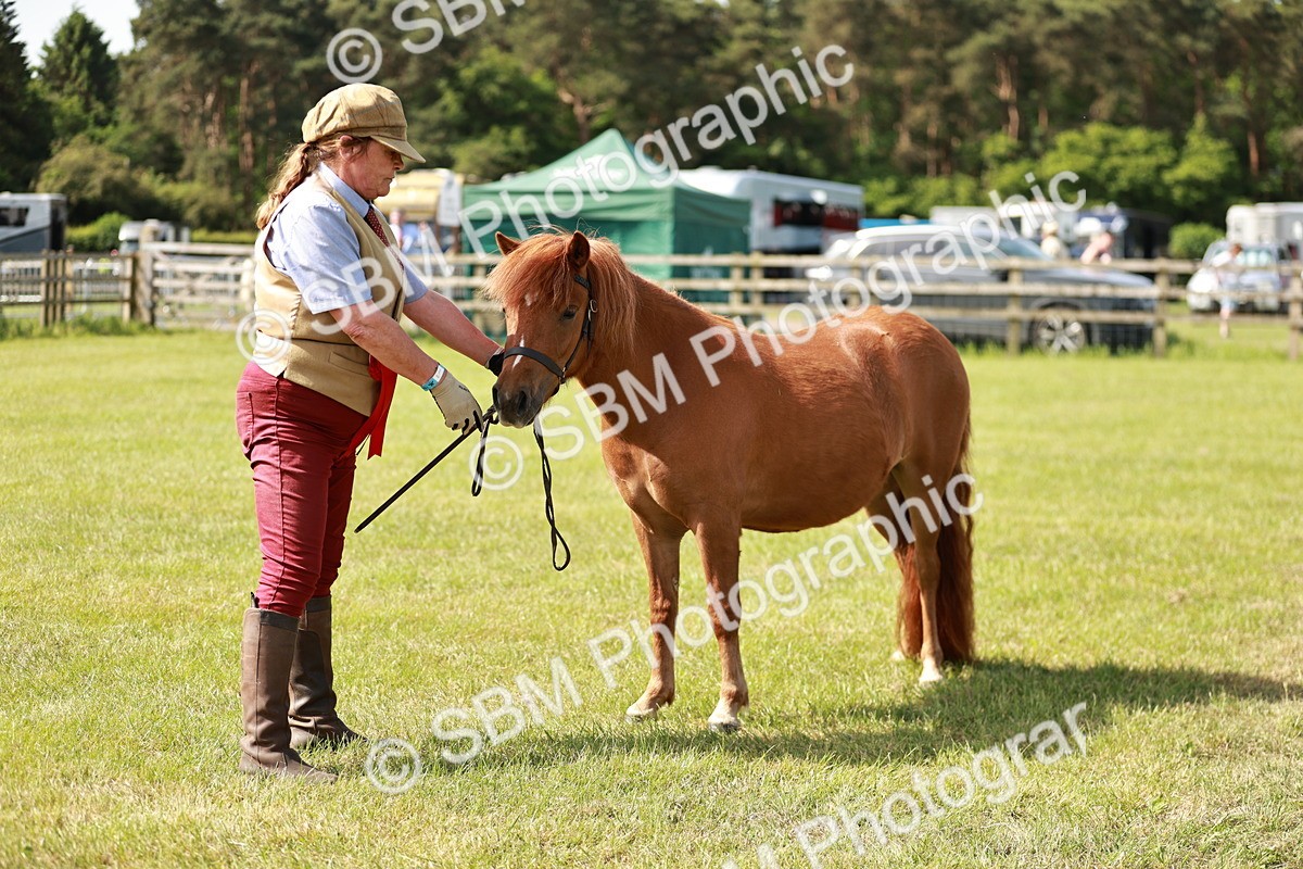 SBM_01785 - Class 14-23 - Mountain & Moorland In Hand Non Welsh