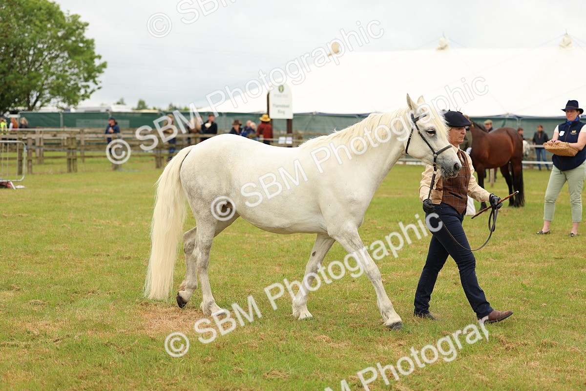SBM_04222 - Class 64-67 - Shetland Pony In Hand