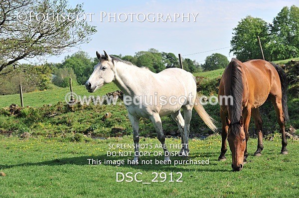 DSC_2912 - ARCHIVE REQUEST - Quincy and Guinness