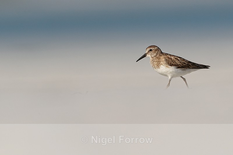 Least Sandpiper, Fort De Soto Park, Florida - Least Sandpiper