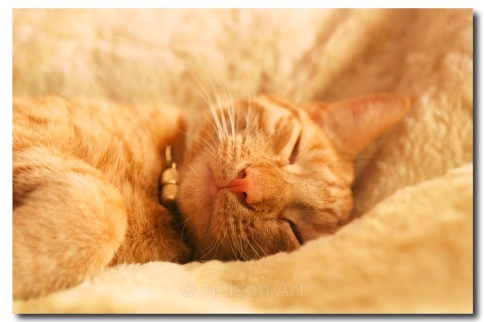 Alfie - Cats & Dogs
