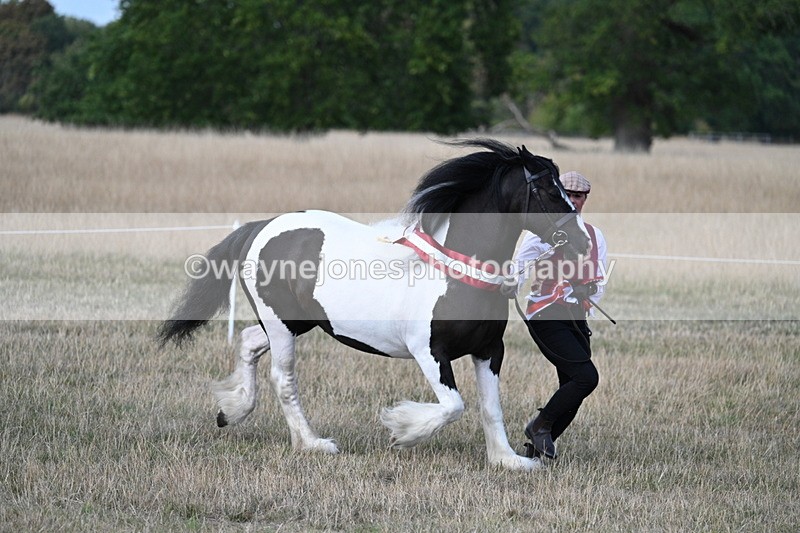 WJ7_8428 - In-hand Championship