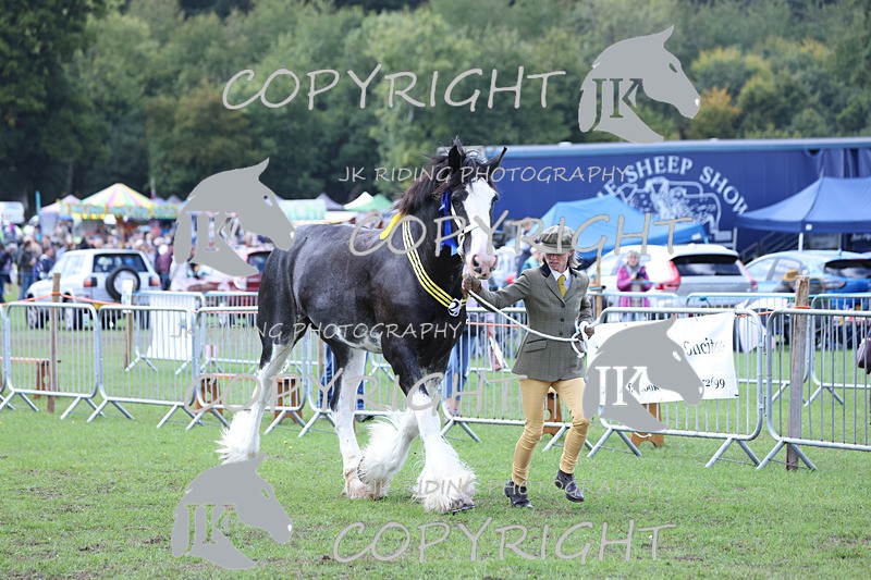 APP_3362 - Class 5 In Hand Championship
