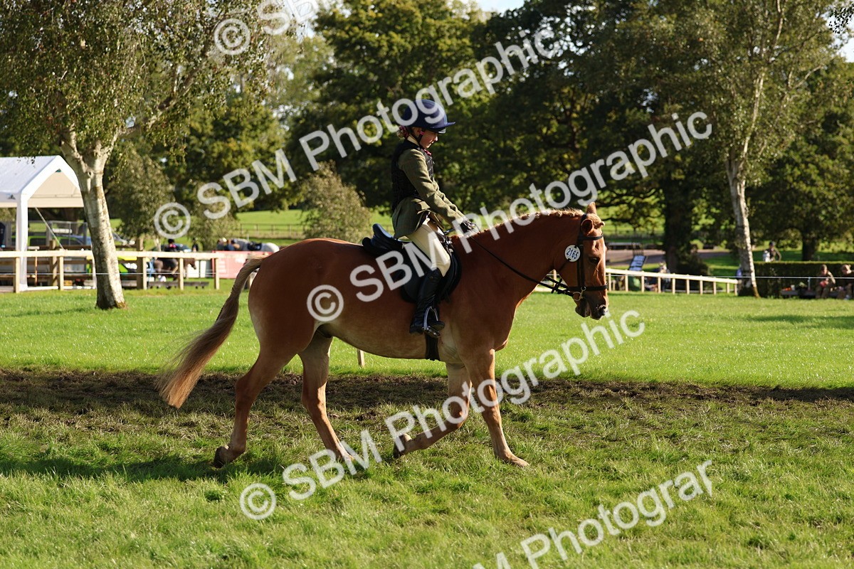 SBM_52373 - S13 - Pony Club Pony