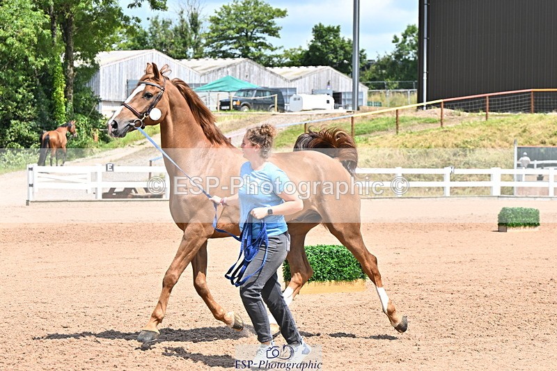 240718A-105317-01796 - Trot Up 1pm to 2pm