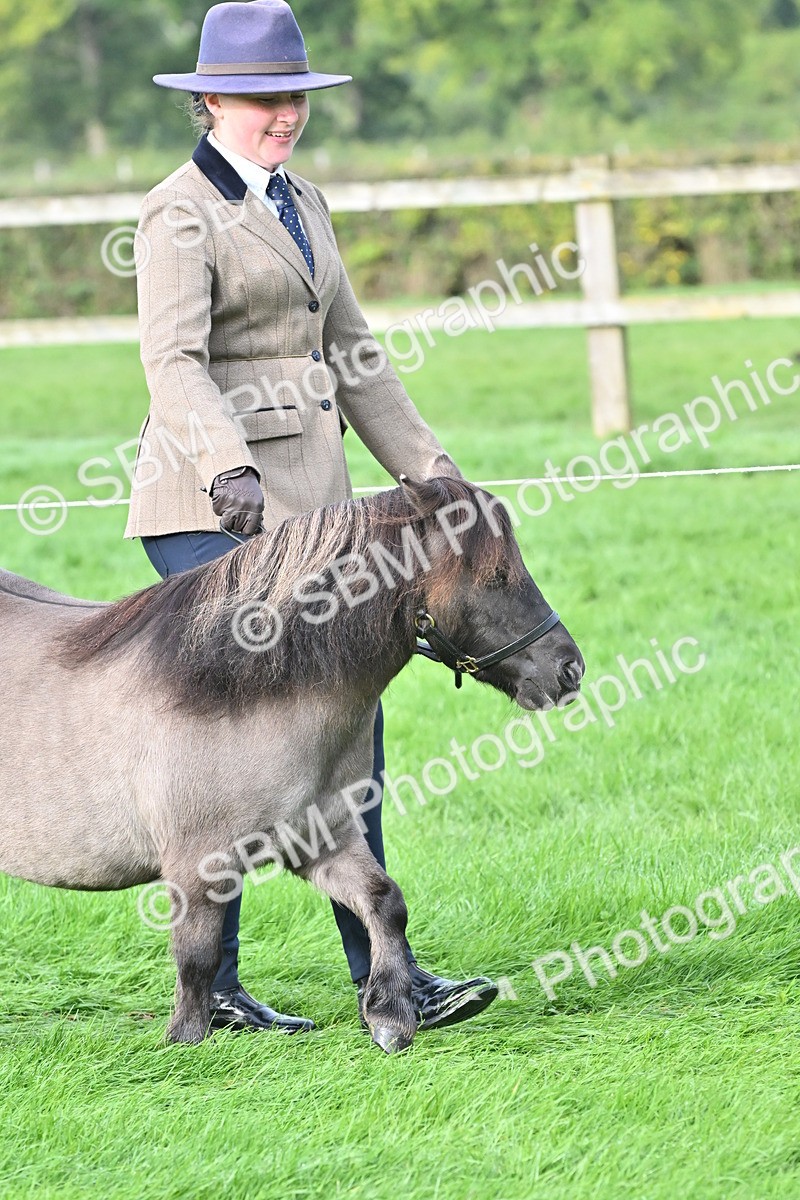 SBM_56849 - S45 - Coloured Pony In Hand