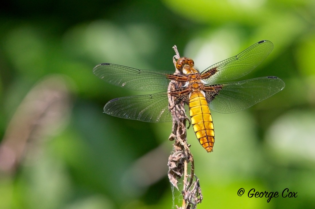 Broad Bodied Chaser - Dragonflies