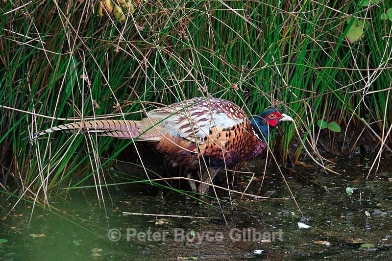 Pheasant2 - Flora & Fauna