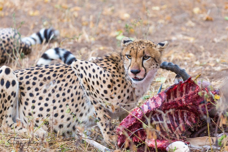 Cheetah Eating 2