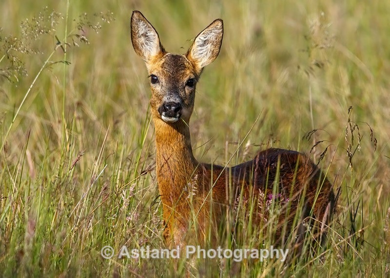 Astland Photography, Bird and Wildlife Images, Susan and Peter Wilson, U.K.