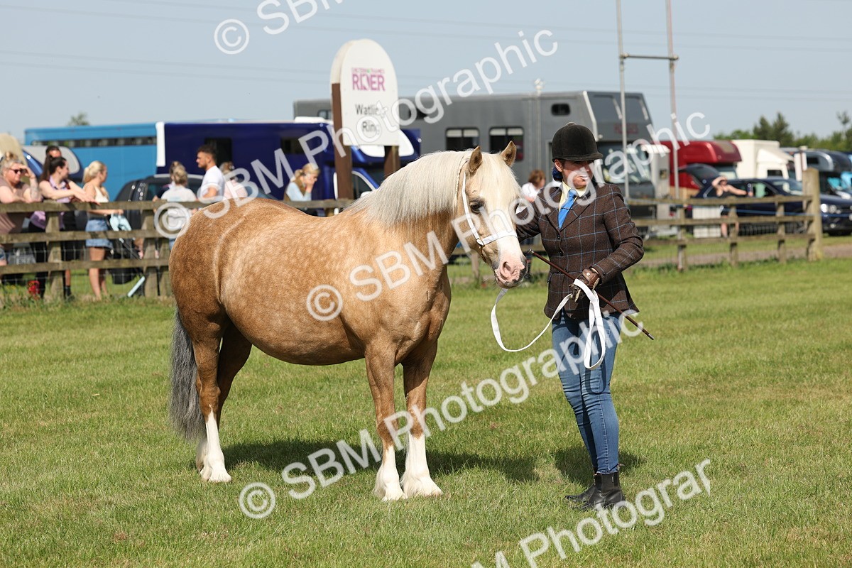 SBM_02111 - Class 6-13 - Mountatin and Moorland In Hand Welsh Breeds
