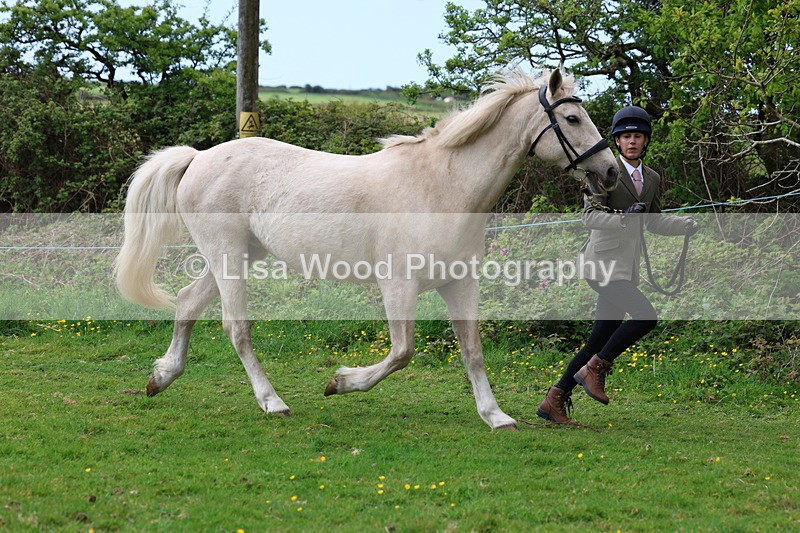 3E7A0500 - Class 20: Sports Horse